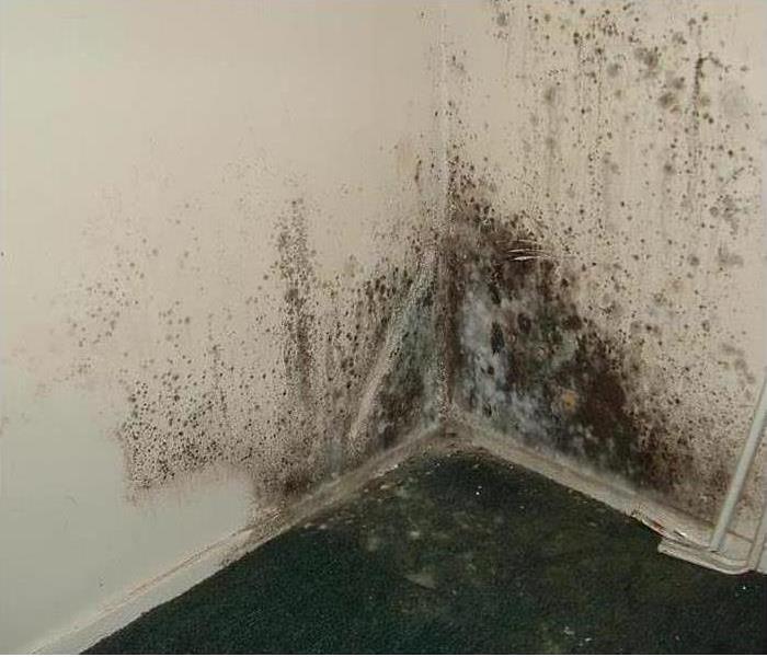 A Moldy Corner - image of mold in corner of room