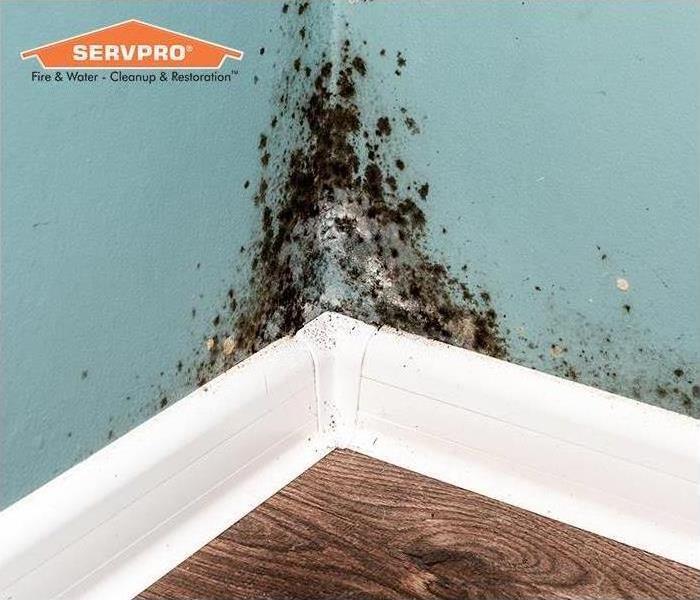 Mold in a commercial property.